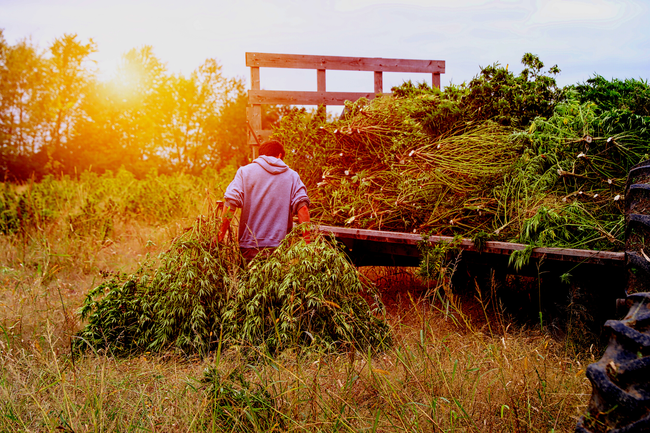 Farm owner harvesting hemp plants